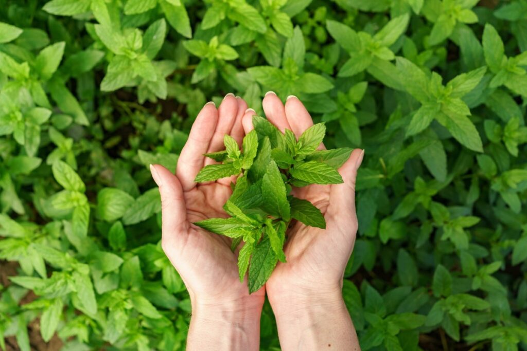 Does Stevia Break a Fast? The Truth About Artificial Sweeteners