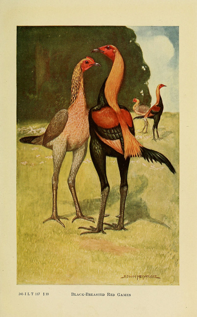 Salade Protéinée de Poulet, Œufs Durs et Concombre